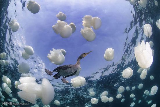 مسابقه عکاسی دنیای زیر آب‎