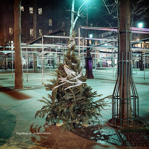 سرگذشت درخت های کریسمس +عکس