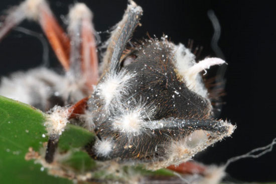 موجودات عجیب: مورچه زامبی و قارچی که کنترل ذهن آن را در دست می گیرد