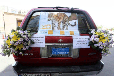 (تصویر) یوزپلنگ ایرانی روی ماشین عروس قزوینی