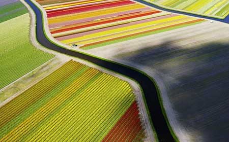 عکسهای جالب,مزارع گل در هلند,تصاویر جالب