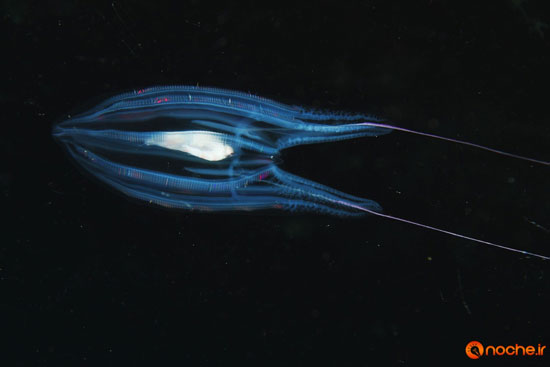 موجودات زیبای اعماق اقیانوس با خاصیت «زیست‌تابی»