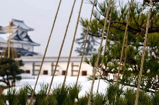 راه حل ژاپنی برای حفظ درختان در برف