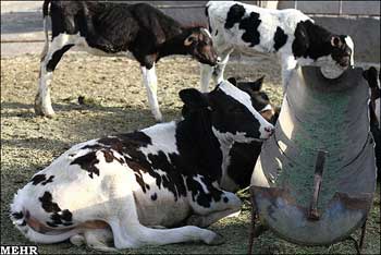 وضعیت دامداران,قیمت شیر