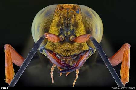 اخبار,اخبارعلمی, تصاویر خارق‌العاده‌ای از حشرات