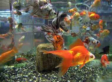 ماهی, ماهی قرمز, نگهداری ماهی قرمز عید