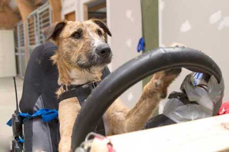 آموزش رانندگی به سگ ها , اخبار گوناگون