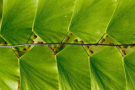 هندسه در دنیای گیاهان