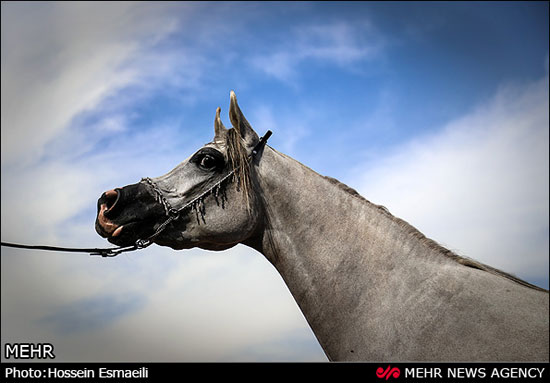 مسابقات قهرمانی زیبایی اسب اصیل عرب