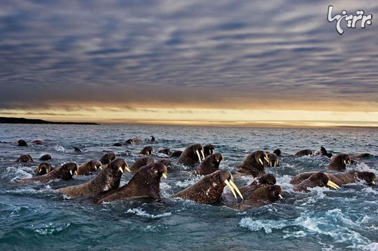 تصاویر شگفت‌انگیز از مهاجرت حیوانات