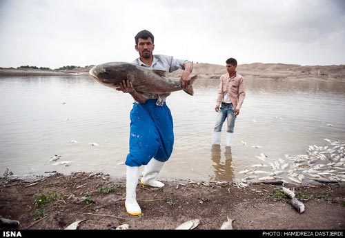 ماهی‌ های فاضلابی سر سفره تهرانی ها!