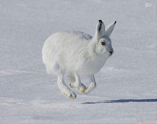 خرگوش قطبی