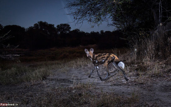 عکس: شکار منزوی‌ترین جانوران با دوربین