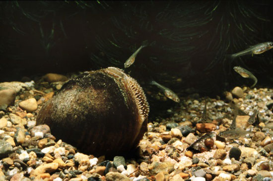 موجودات عجیب: ماهی حیله گری که از صدف ها به عنوان دایه نوزادانش بهره می گیرد