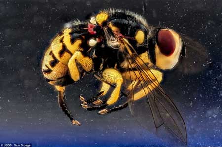 زنبورهای پشمالو با بالهای شیشه ای