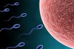 عوامل فیزیکی و شمیایی, کروماتین یا DNA ناهنجار اسپرم