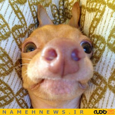 سگی با احمقانه ترین چهره دنیا!+تصاویر