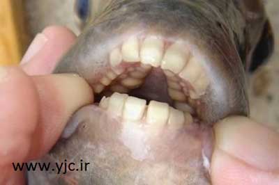 انواع دندان های حیوانات , دندان های زیبای حیوانات