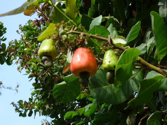 درخت بادام هندی
