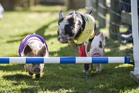 عکسهای جالب,مسابقه دو خوک ,تصاویر دیدنی