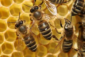 ۴۵ هزار زنبوردار تا ۲۷ آبان ماه بیمه خواهند شد