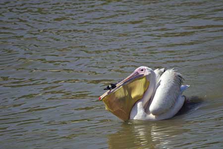 مورد عجیب شکار اردک به دست پلیکان در دریاچه لاخوتا