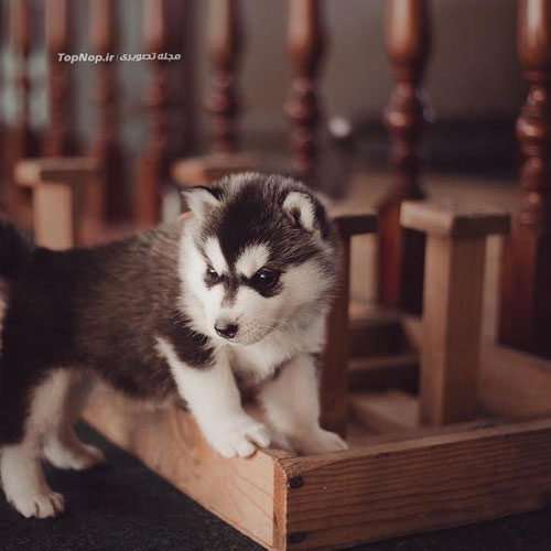 عکاسی های زیبا از توله سگ های سیبرین هاسکی