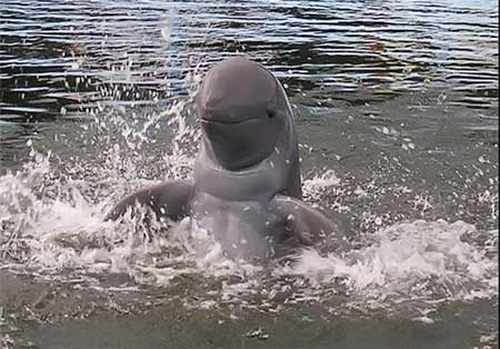 دلفین‌های عجیب , دلفین‌ ,  نهنگ‌های سفید 