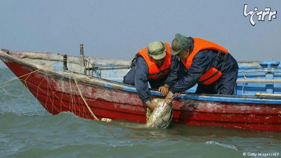خطر نابودی کامل ماهیان خاویار خزر