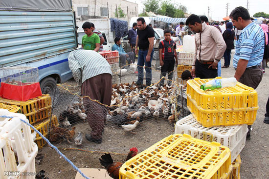 بازار فروش پرندگان