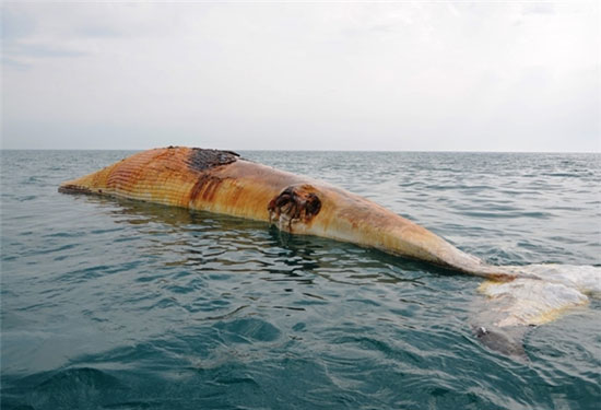 عکس: لاشه نهنگ عظیم‌ الجثه در بوشهر