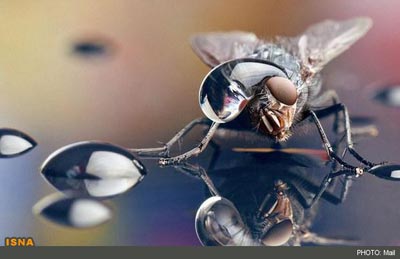 تصاویر میکروسکوپی از قطرات آب بر روی حشرات