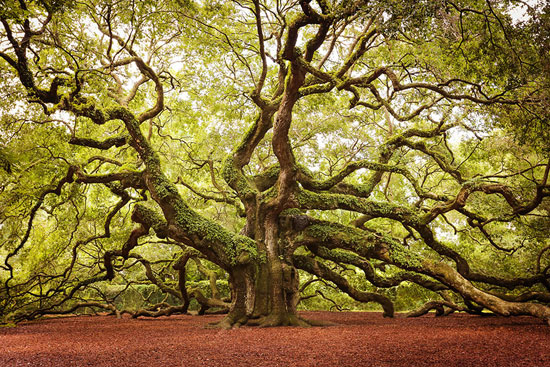 تصاویر/ با شکوه‌ترین درختان جهان