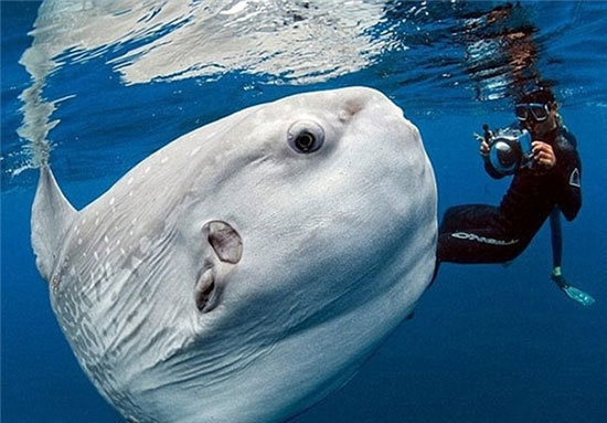 عجیب‌ترین ماهی دنیا +عکس