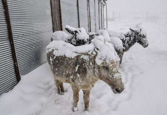 الاغ هایی که از شدت سرمای ترکیه، به صورت ایستاده یخ زدند + عکس