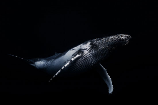 تصاویری ساده اما نفسگیر از نهنگ‌ها