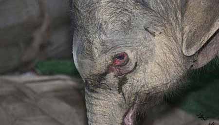 اخبار,اخبار گوناگون,تصاویر غم انگیز از اشک بچه فیل پس از اقدام بی رحمانه مادرش