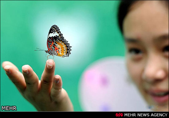 جشنواره پروانه ها در چین