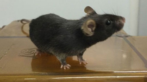 به دنیا آمدن بچه موش‌های سالم و بارور از اسپرم آزمایشگاهی/پیشرفت مهم محققان چین