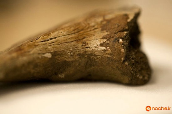 کشف خون و بافت حیاتی در فسیل ۷۵ میلیون ساله‌ی دایناسور