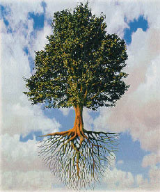 درخت,تعیین سن درخت,انواع درختان