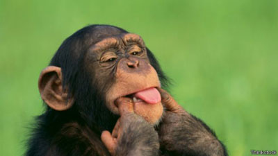 اخبار,اخبارعلمی  ,شامپانزه