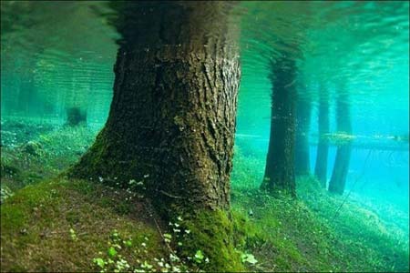 منظره ای زیبا از درختان زیر آب در بولیوی
