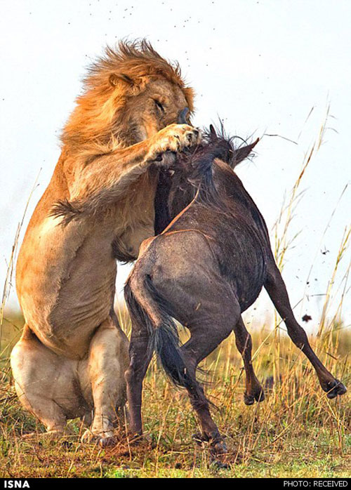 تصاویری از شکار گوزن توسط شیر