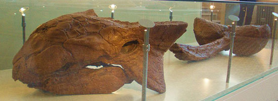 معروف‌ترین دایناسورهای جهان: انکیلوساروس