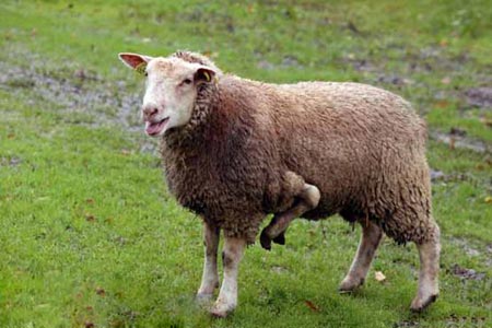 گوسفندی با 5 پا ، فرانسه 