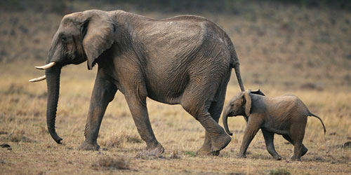 فیل ها، غول های دوست داشتنی