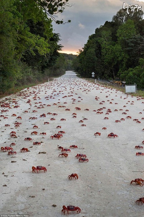 مهاجرت خرچنگ ها از استرالیا به اقیانوس هند