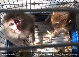 اخبار,اخباراجتماعی,کشف و ضبط یک میمون در تهران