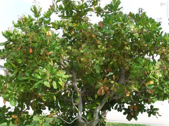 درخت بادام هندی